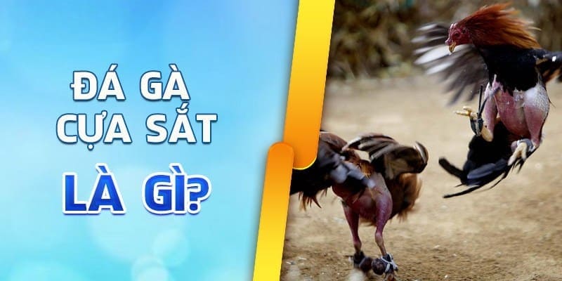 Đá gà cựa sắt