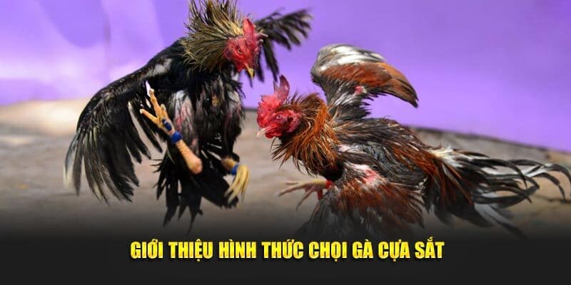 Khám phá những giải chọi kê hot nhất tại nhà cái 