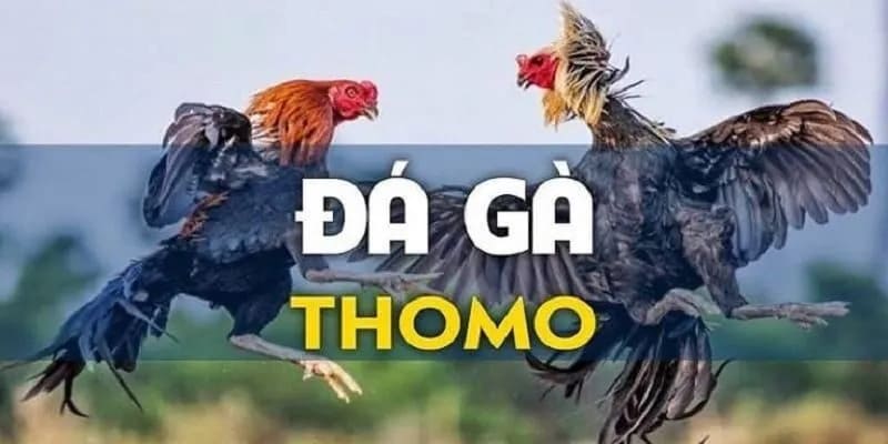 Tìm hiểu thông tin ban đầu về chọi Thomo 